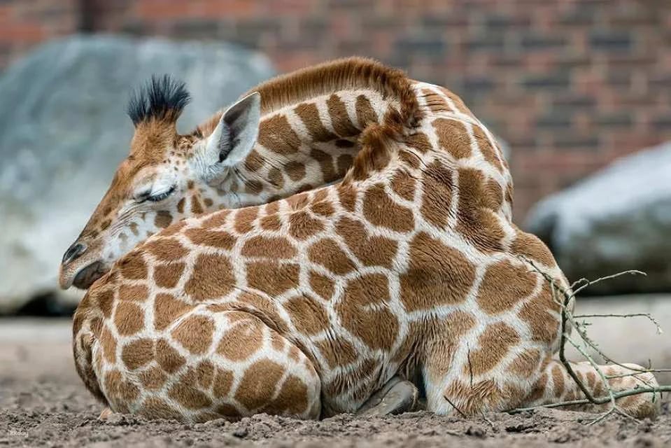 Thailand | Safari Park Kanchanaburi Zoo | Tickets & Jeep Giraffe Photo Experience