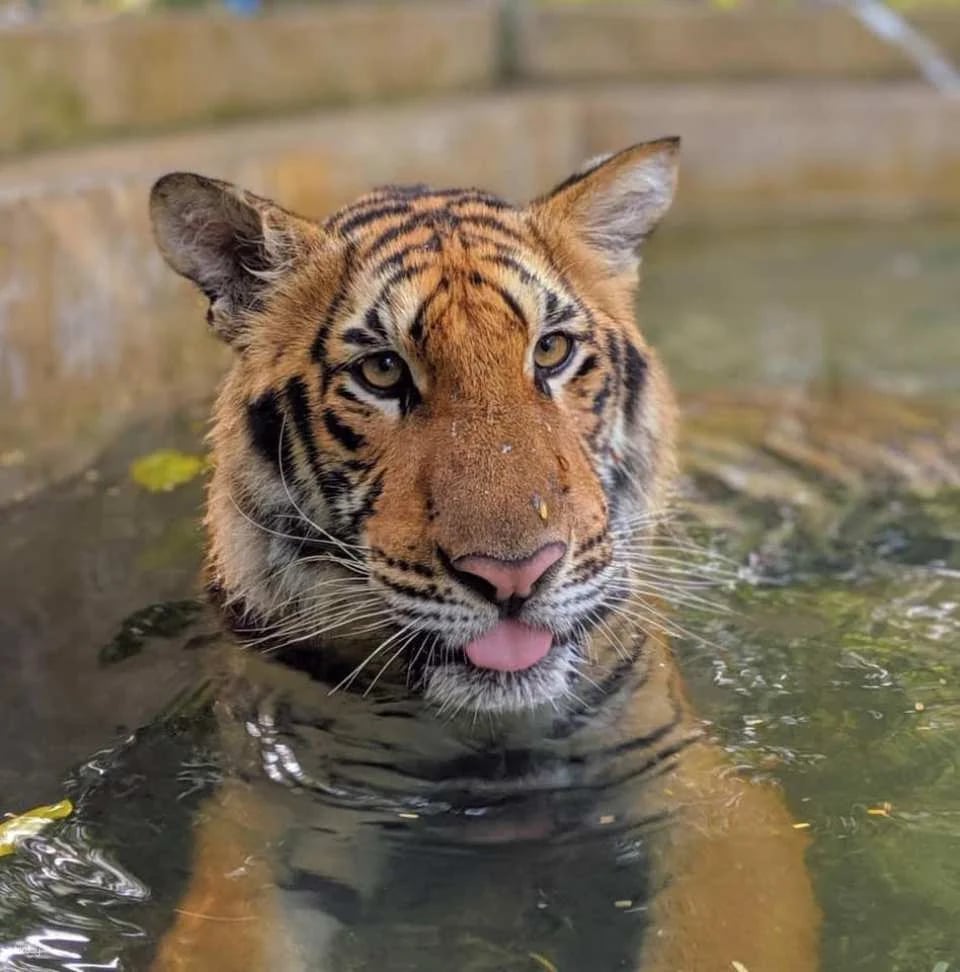 Thailand | Safari Park Kanchanaburi Zoo | Tickets & Jeep Giraffe Photo Experience