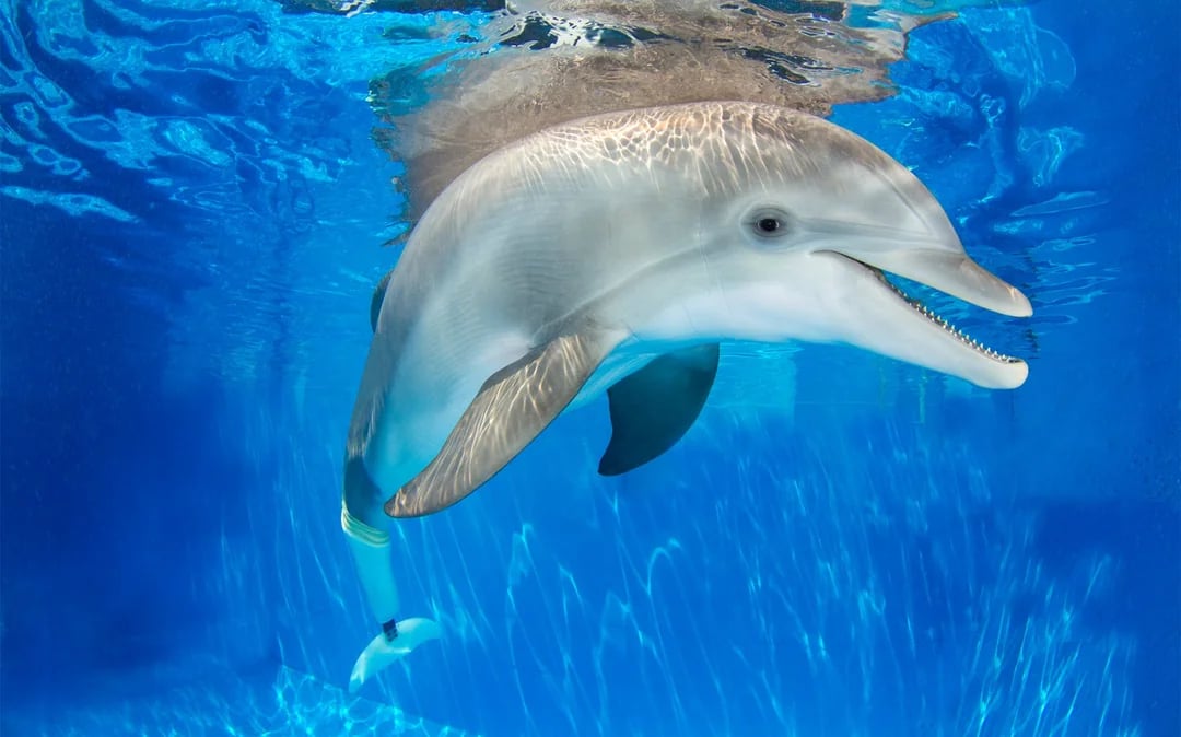 The Dolphin Encounter Tour and Clearwater Beach Tour Image 1
