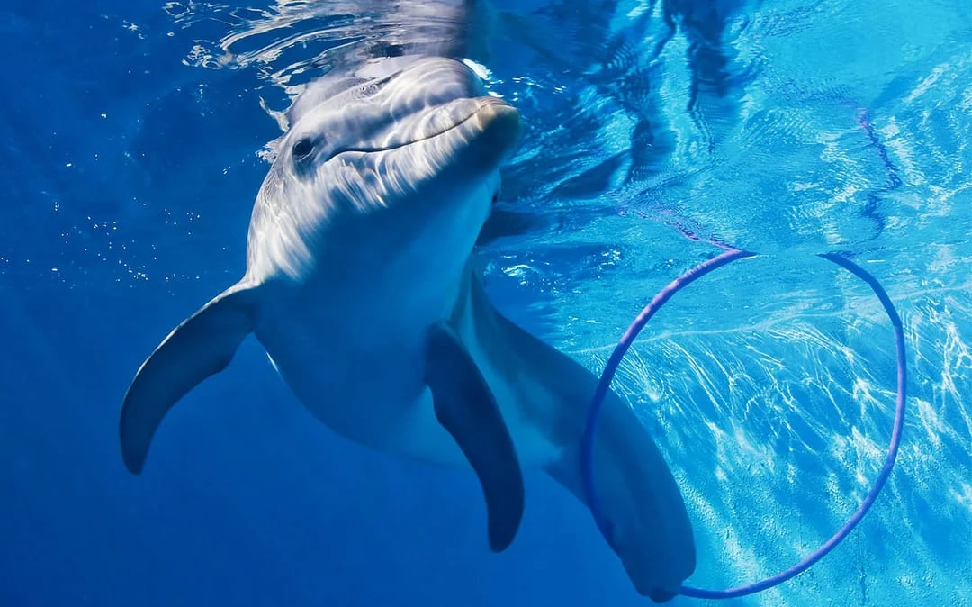 The Dolphin Encounter Tour and Clearwater Beach Tour Image 2