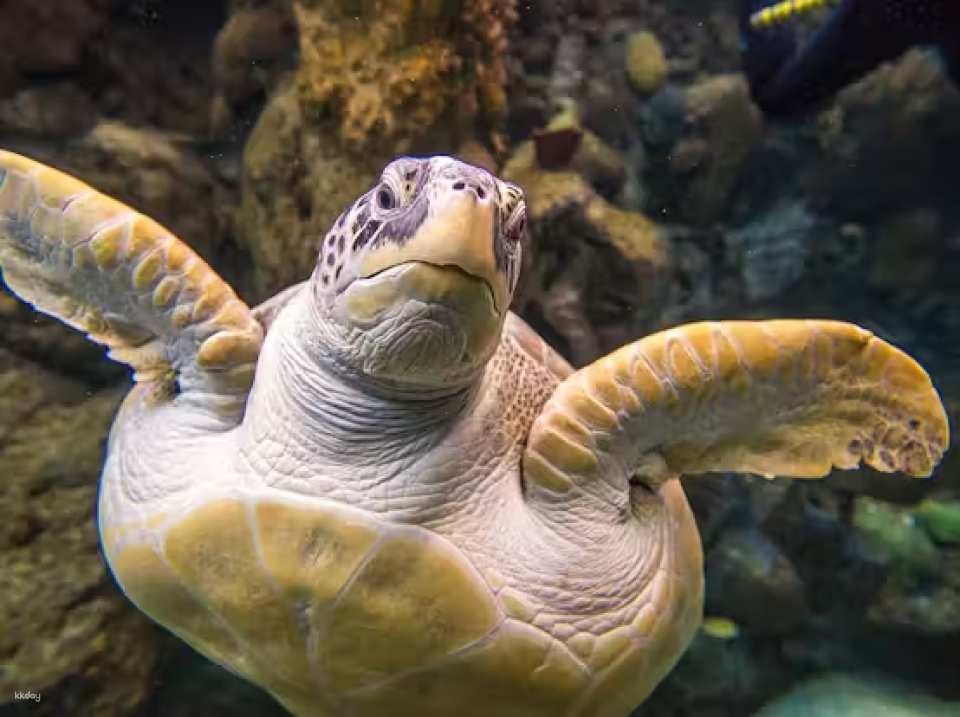 The Florida Aquarium Ticket | Florida