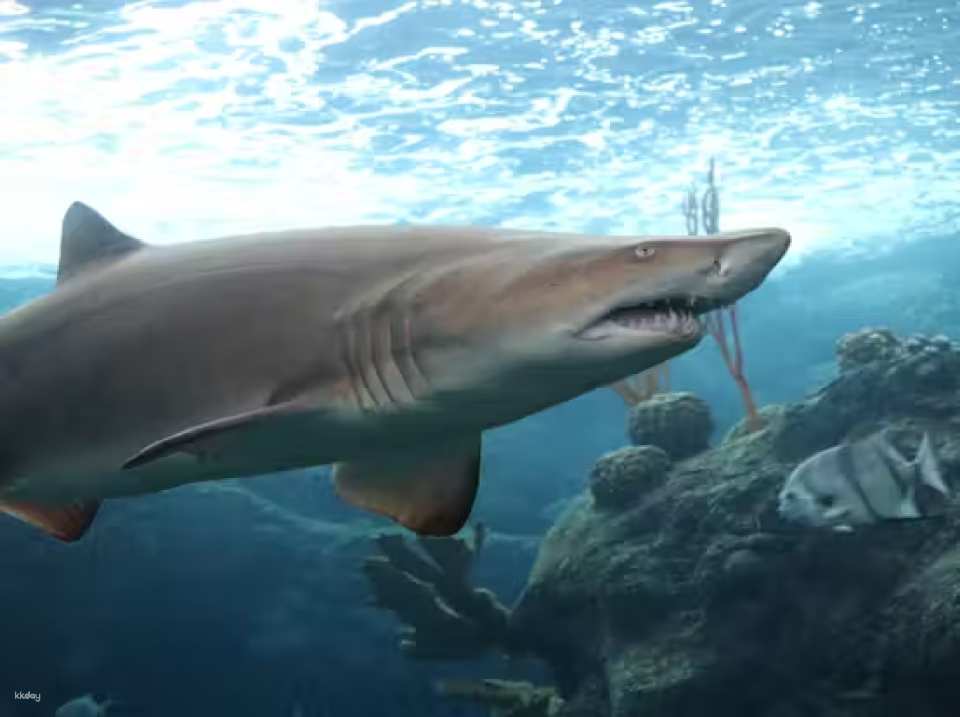 The Florida Aquarium Ticket | Florida
