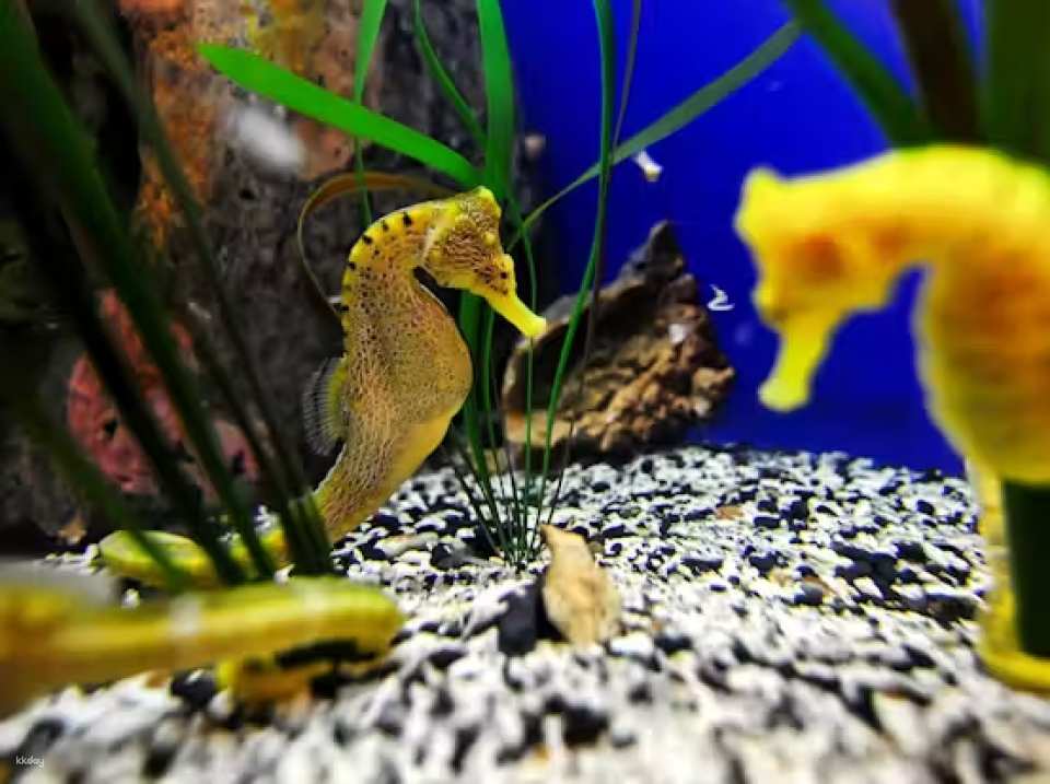 The Florida Aquarium Ticket | Florida