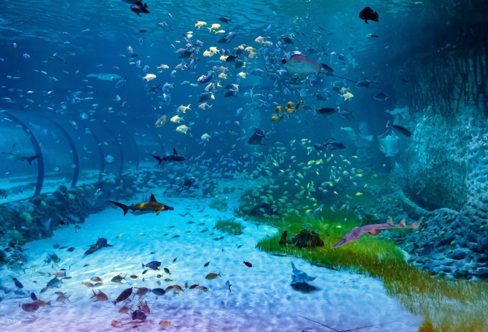 The National Aquarium Abu Dhabi Ticket