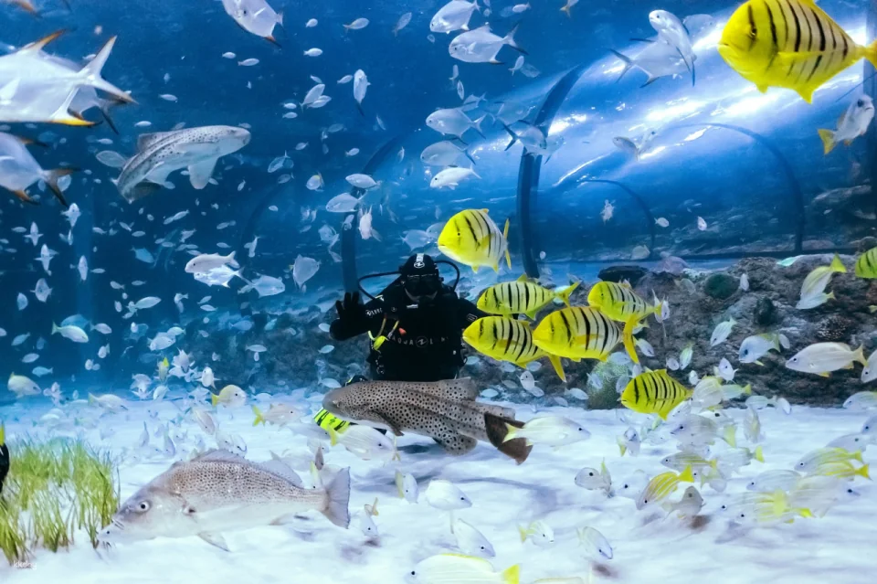 The National Aquarium Abu Dhabi Ticket
