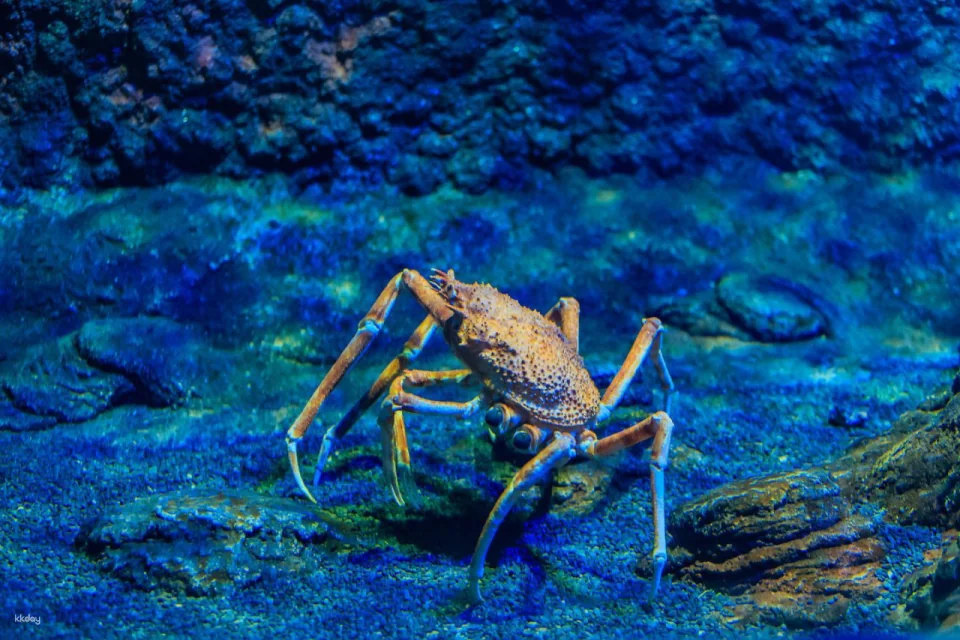 The National Aquarium Abu Dhabi Ticket