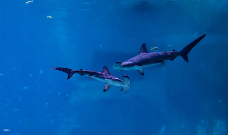 The National Aquarium Abu Dhabi Ticket