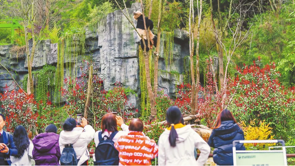 都江堰中華熊貓谷門票（隸屬成都大熊貓繁育基地野放區）