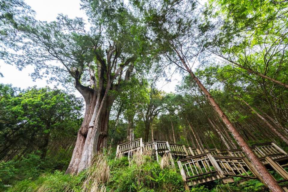 Tickets for Taipingshan National Forest Recreation Area, Yilan