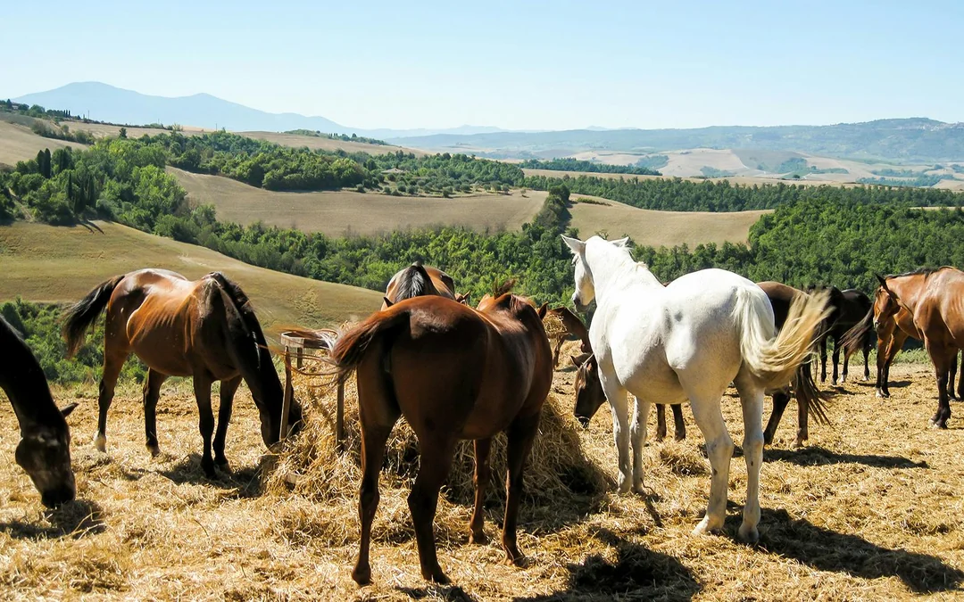 Tickets to 1.5-Hour Horseback Riding Experience from Siena Image 6
