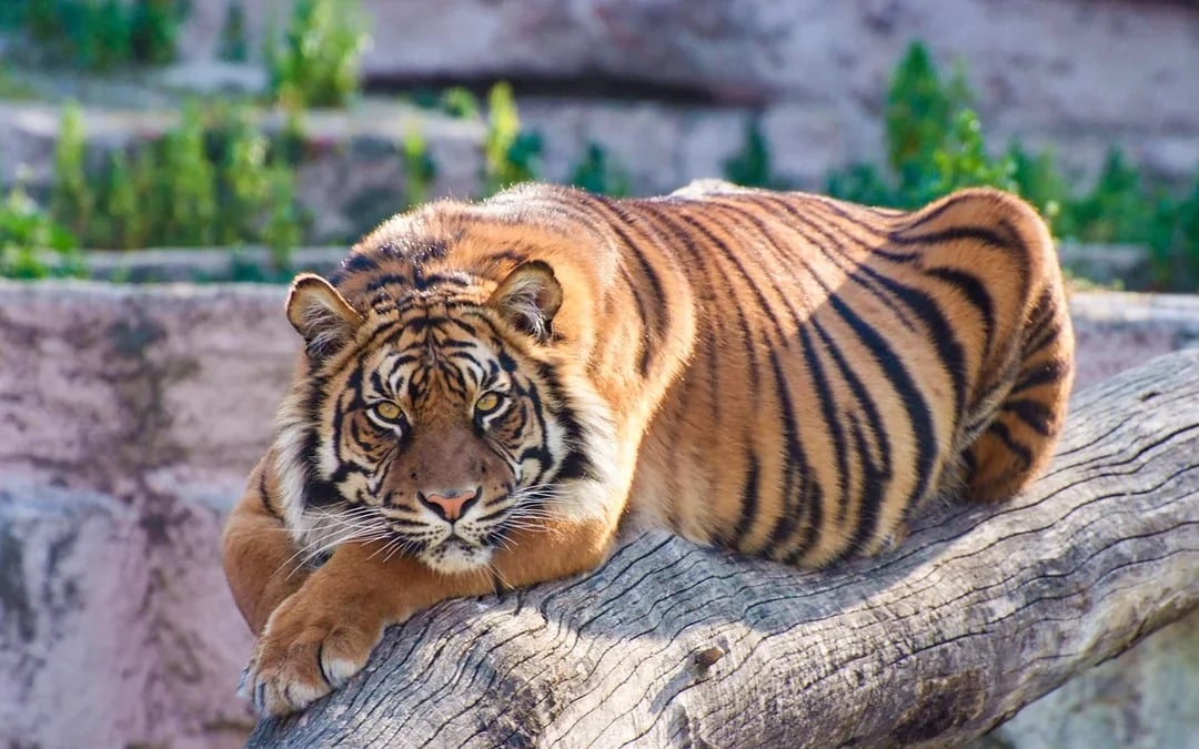 Tickets to Barcelona Zoo Image 1