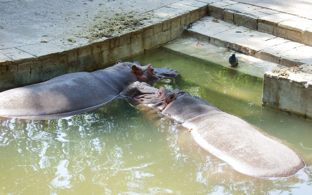 Tickets to Barcelona Zoo Image 3
