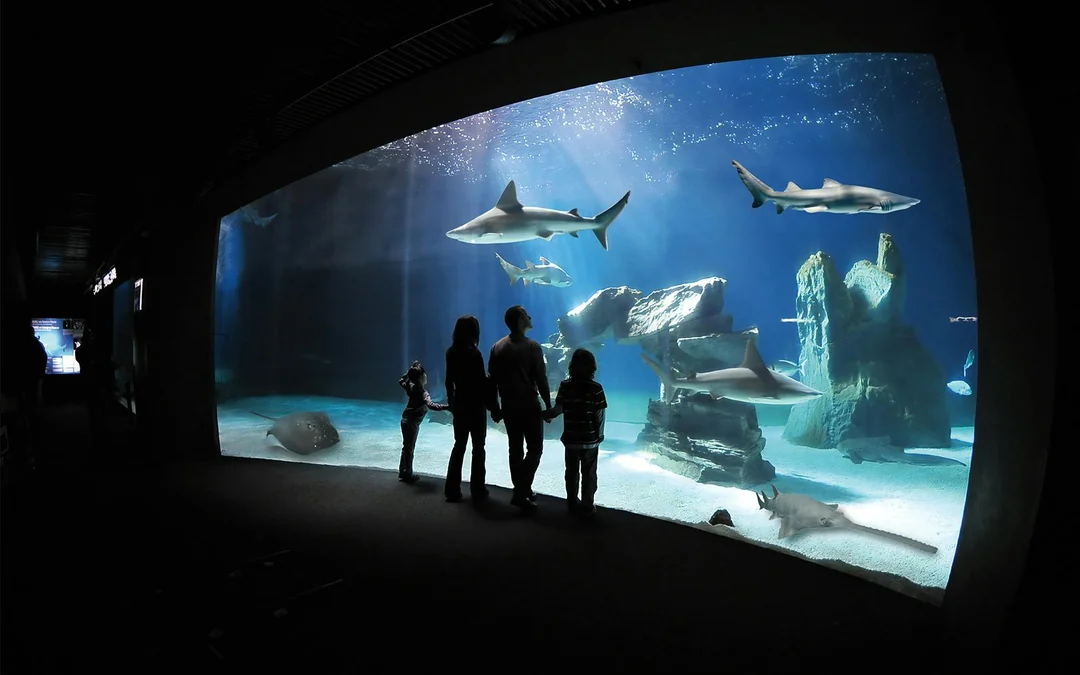 Tickets to Genoa Aquarium with Lunch Image 1