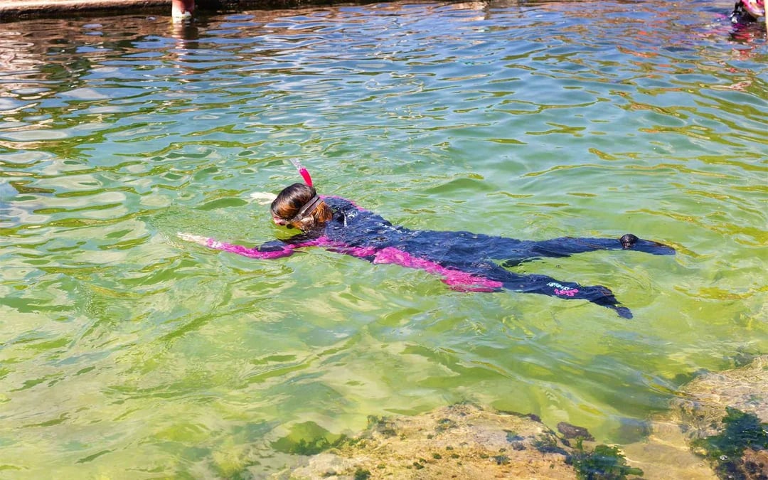Tickets to Irukandji Shark & Ray Encounters with Reef Shark Snorkel Experience Image 3