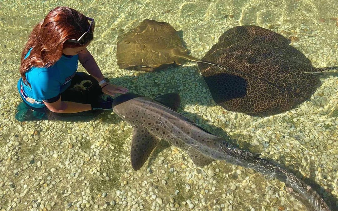 Tickets to Irukandji Shark & Ray Encounters with Zebra Shark Feeding Experience Image 2