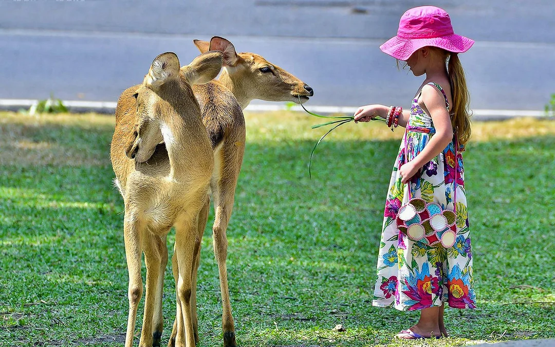 Tickets to Khao Kheow Open Zoo Image 3