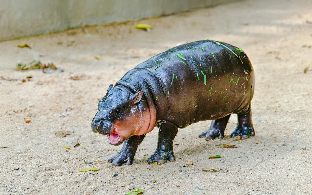 Tickets to Khao Kheow Open Zoo Image 4