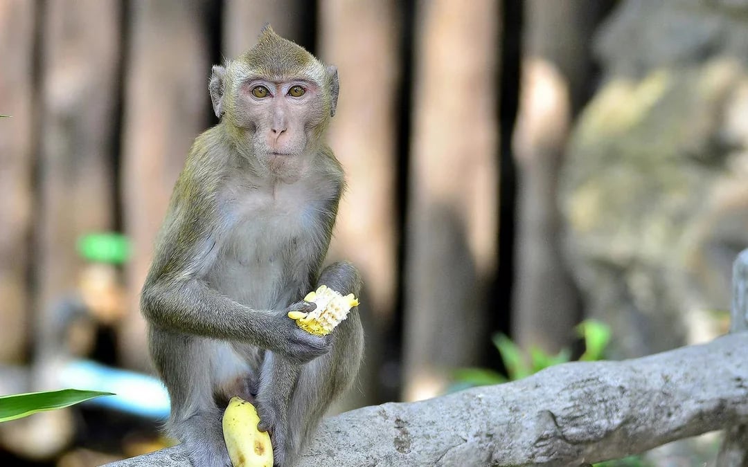 Tickets to Khao Kheow Open Zoo Image 8