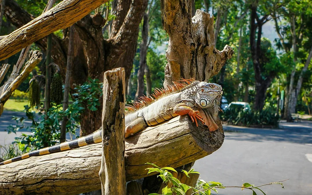 Tickets to Khao Kheow Open Zoo Image 9