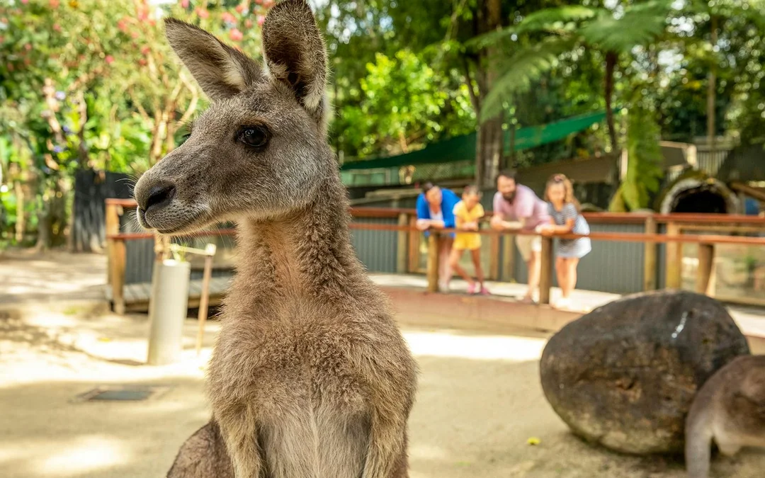 Tickets to Kuranda Koala Gardens, Birdworld Kuranda, & Australian Butterfly Sanctuary Image 2