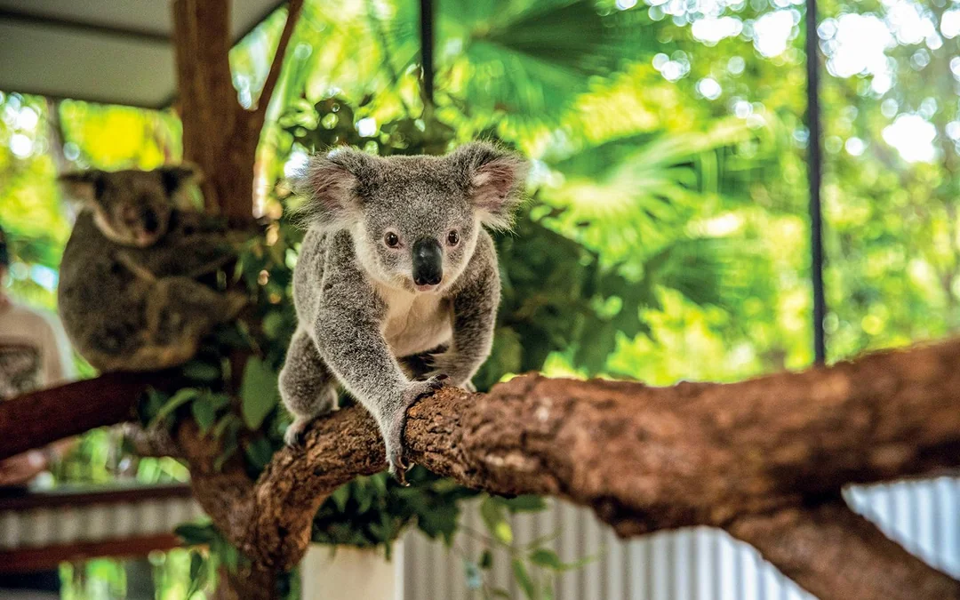 Tickets to Kuranda Koala Gardens, Birdworld Kuranda, & Australian Butterfly Sanctuary Image 3