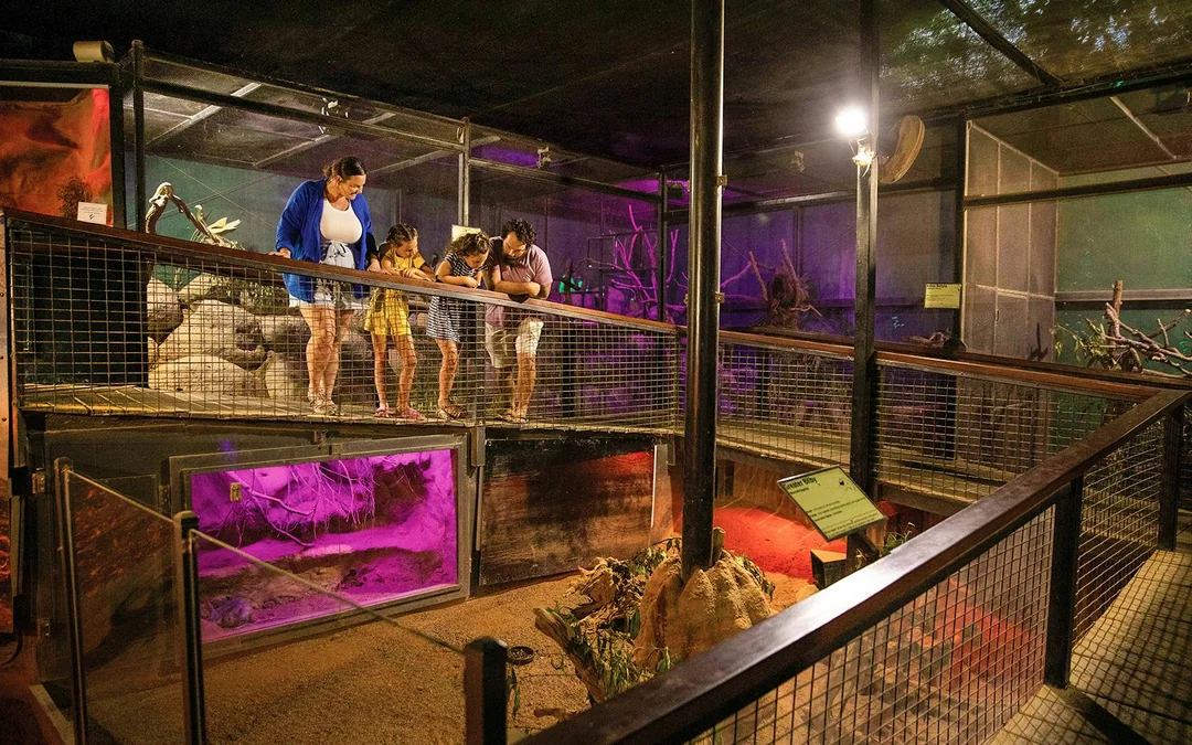 Tickets to Kuranda Koala Gardens, Birdworld Kuranda, & Australian Butterfly Sanctuary Image 4