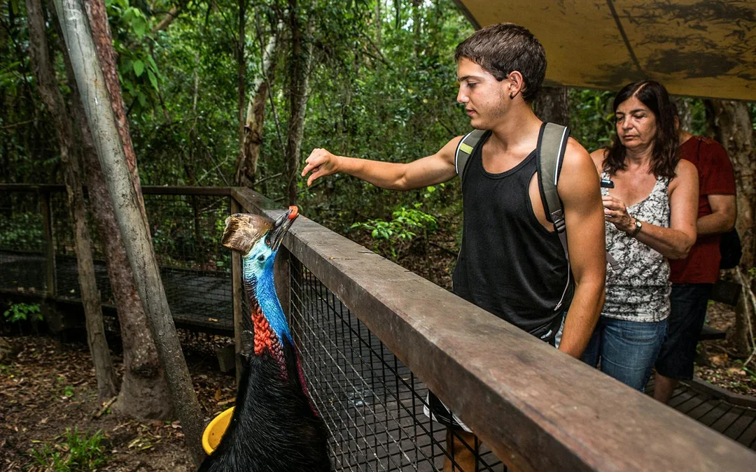 Tickets to Kuranda Koala Gardens, Birdworld Kuranda, & Australian Butterfly Sanctuary Image 10