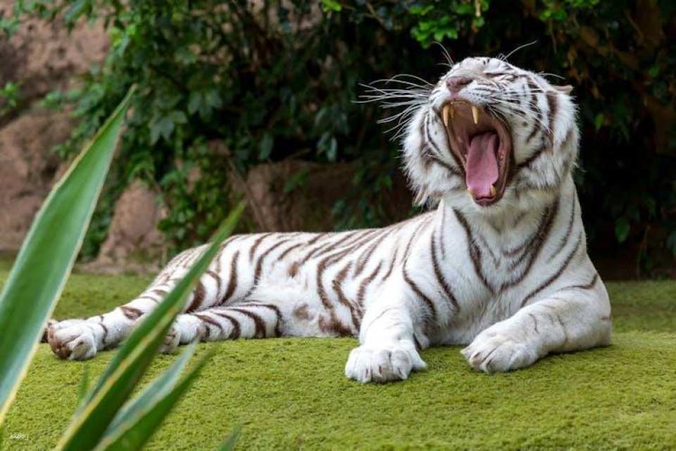 Tickets to Loro Parque in Tenerife