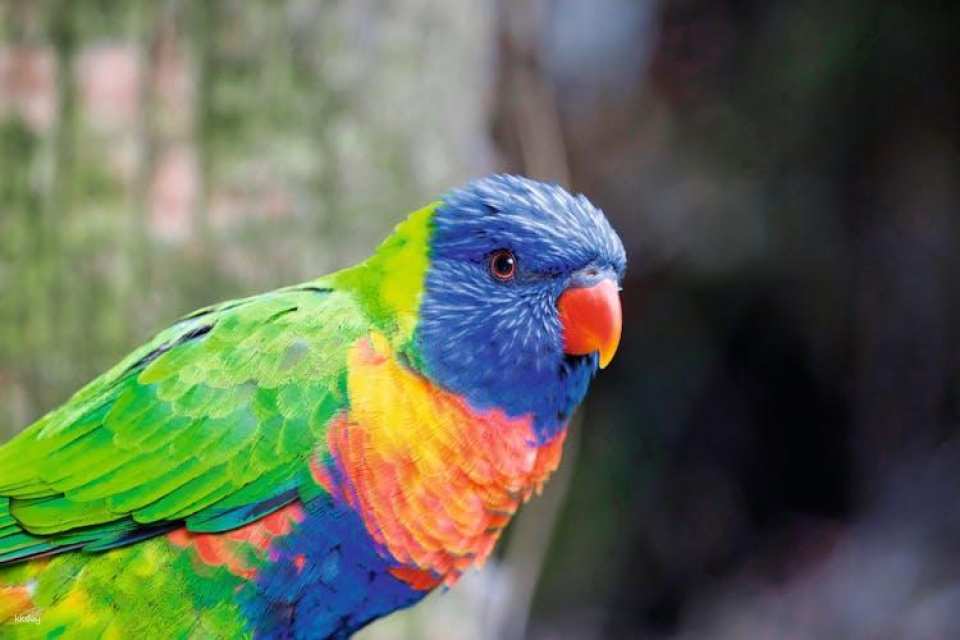 Tickets to Loro Parque in Tenerife