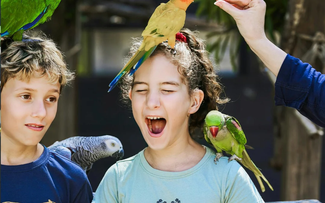 Tickets to Maleny Botanic Gardens and Bird World Image 1