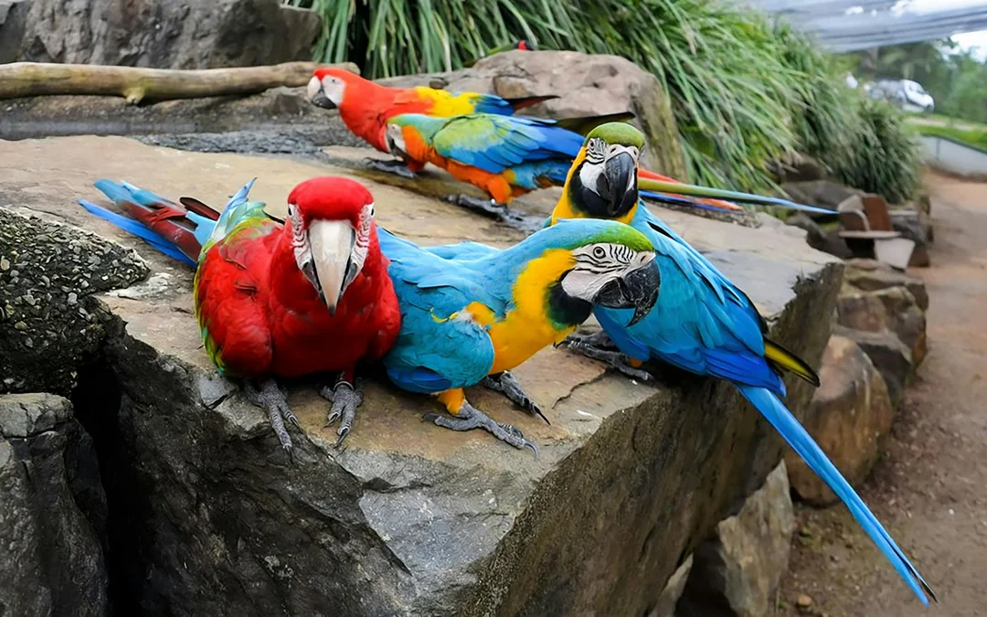 Tickets to Maleny Botanic Gardens and Bird World Image 9