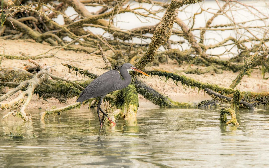 Tickets to Mangrove Kayaking in Abu Dhabi Image 4