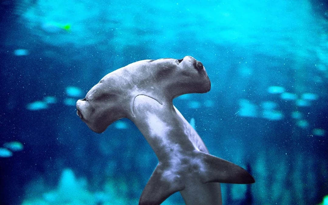 Tickets to National Aquarium Abu Dhabi with Bu Tinah Dhow Experience Image 11