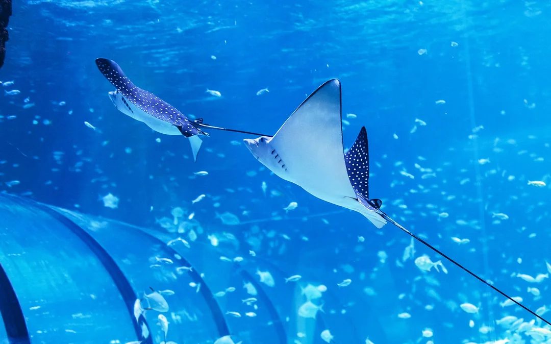 Tickets to National Aquarium Abu Dhabi with Bu Tinah Dhow Experience Image 3