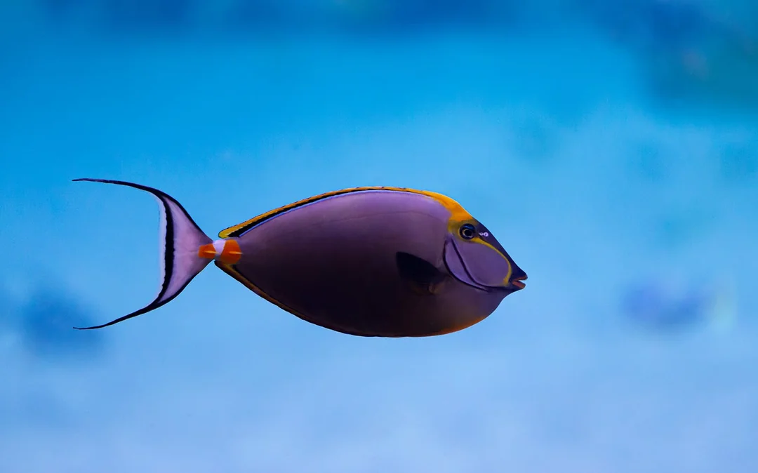 Tickets to National Aquarium Abu Dhabi with Bu Tinah Dhow Experience Image 4