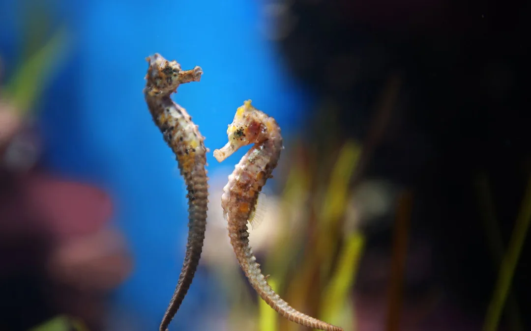 Tickets to National Aquarium Abu Dhabi with Bu Tinah Dhow Experience Image 5