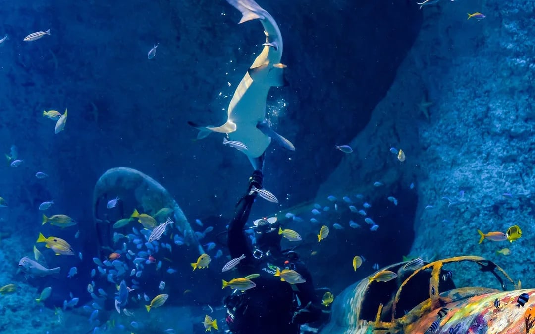 Tickets to National Aquarium Abu Dhabi with Bu Tinah Dhow Experience Image 6