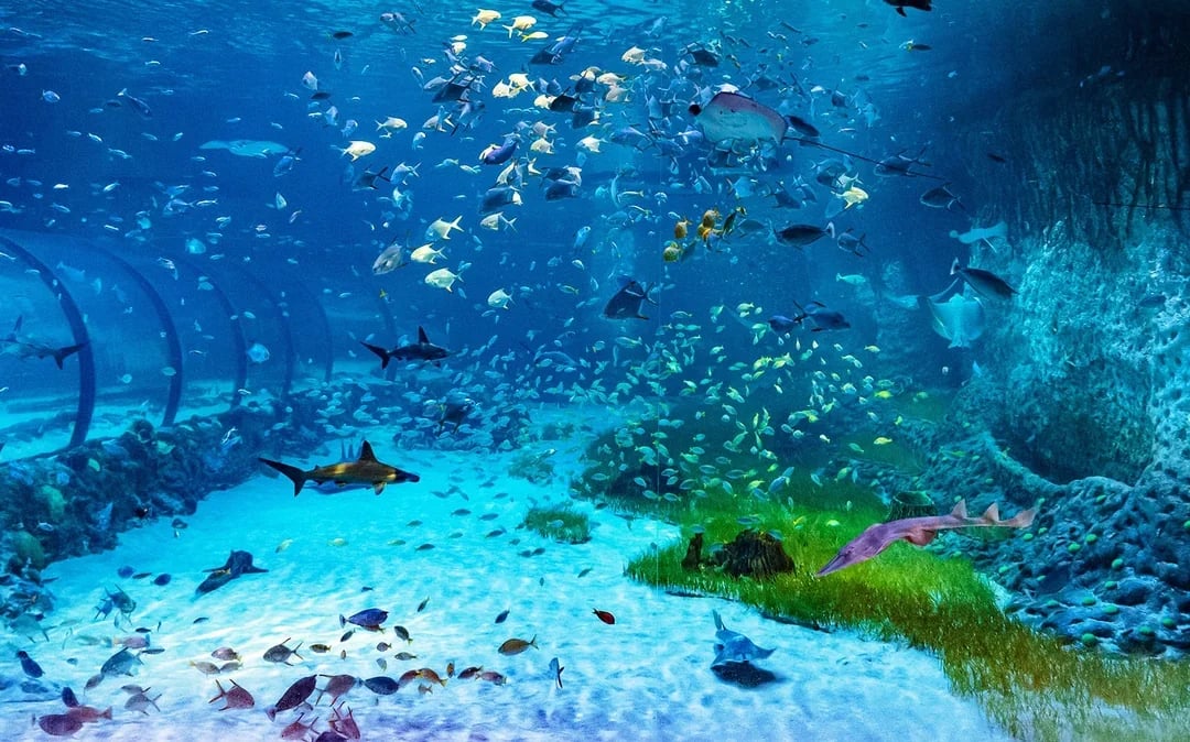 Tickets to National Aquarium Abu Dhabi with Bu Tinah Dhow Experience Image 7