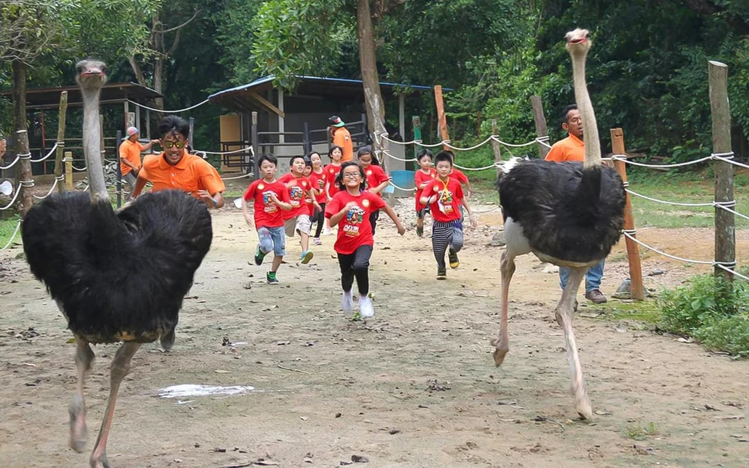 Tickets to PD Ostrich Show Farm Image 1