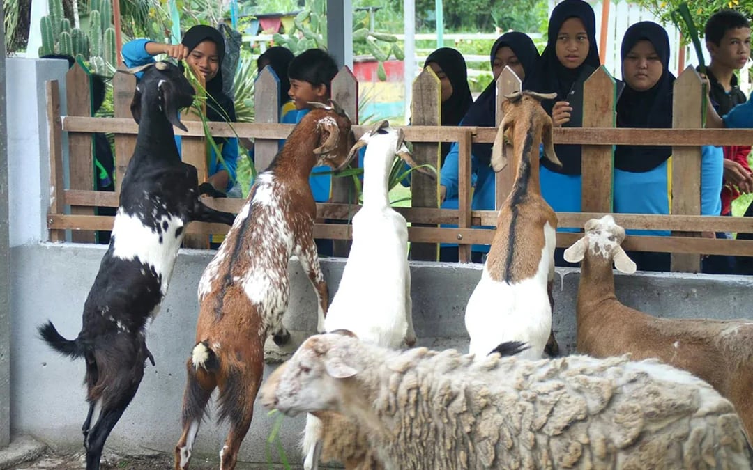 Tickets to PD Ostrich Show Farm Image 4