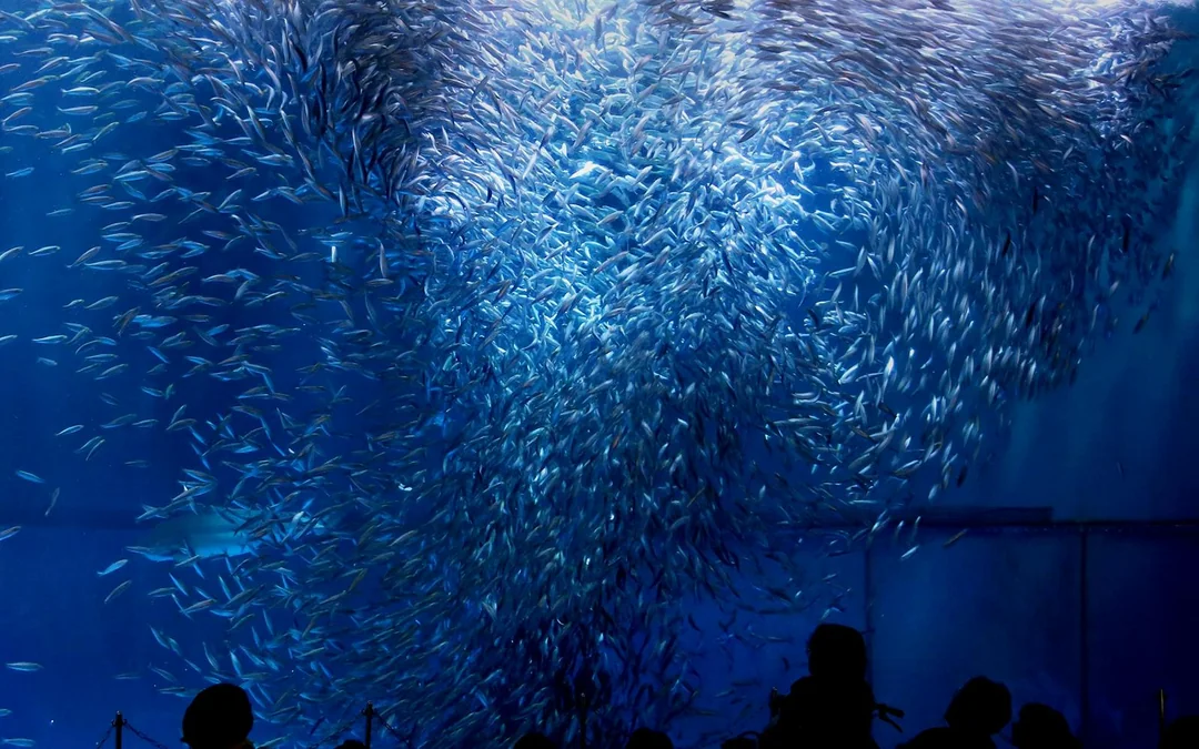 Tickets to Port of Nagoya Public Aquarium Image 4