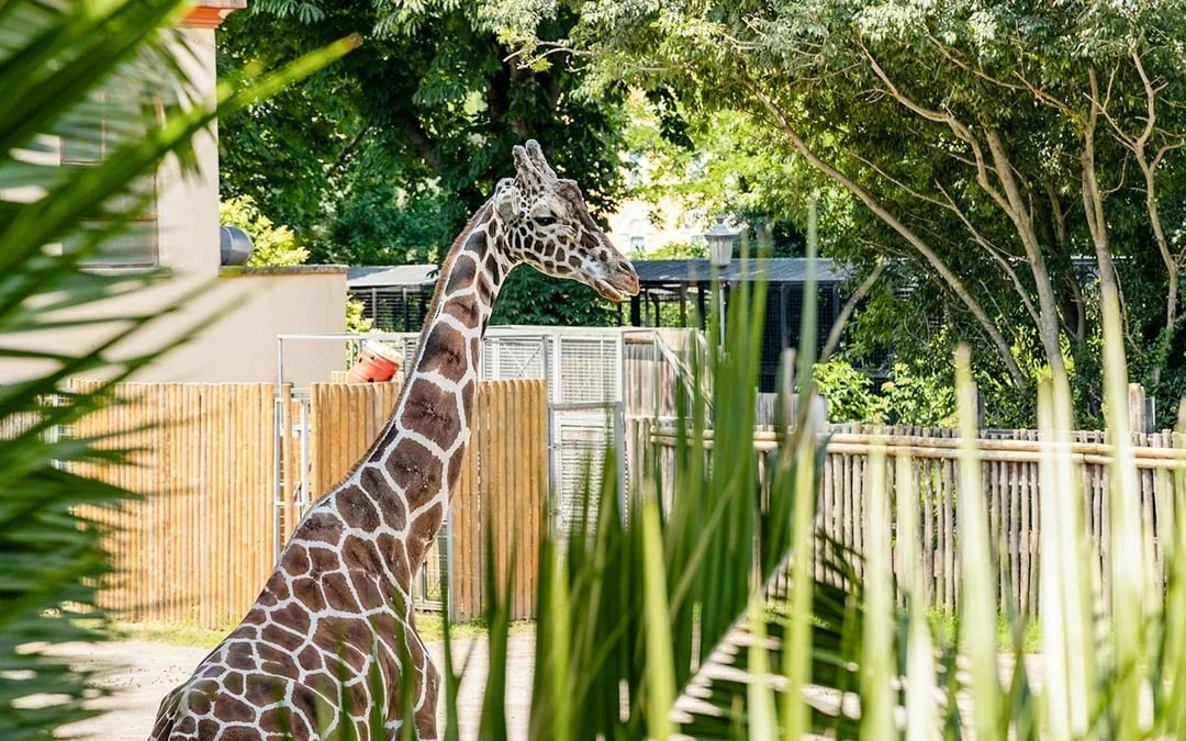 Tickets to Rome Bioparco Image 9