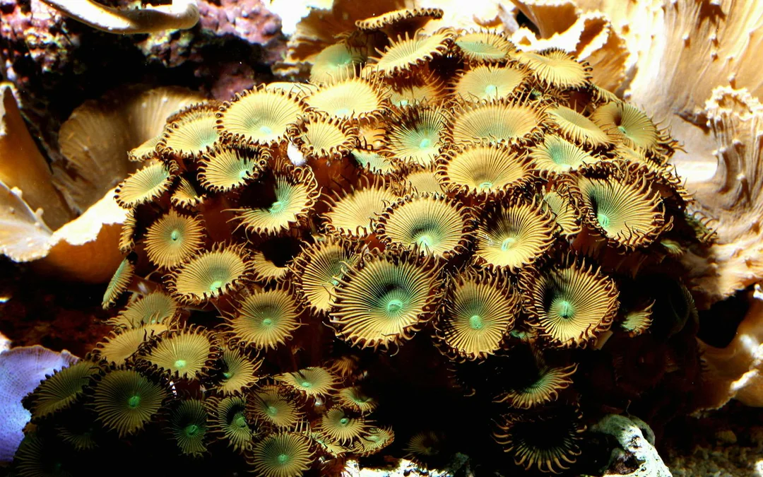Tickets to Vasco da Gama Aquarium in Lisbon Image 8