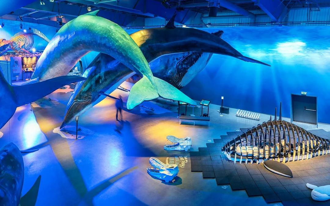 Tickets to Whales of Iceland Museum Image 1