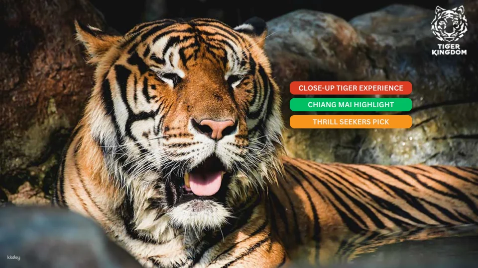 Tiger Kingdom in Chiang Mai | Thailand