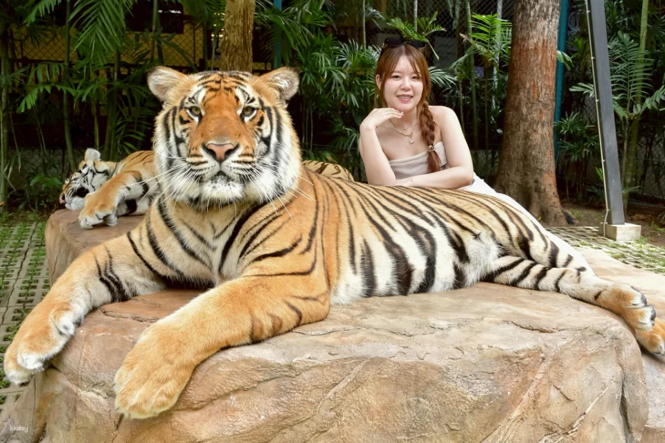 Tiger Kingdom in Chiang Mai | Thailand