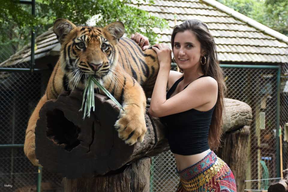 Tiger Kingdom in Chiang Mai | Thailand