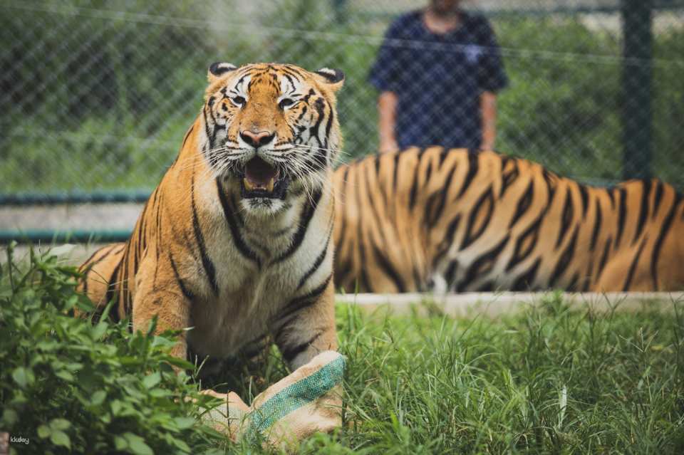 Tiger Kingdom in Chiang Mai | Thailand