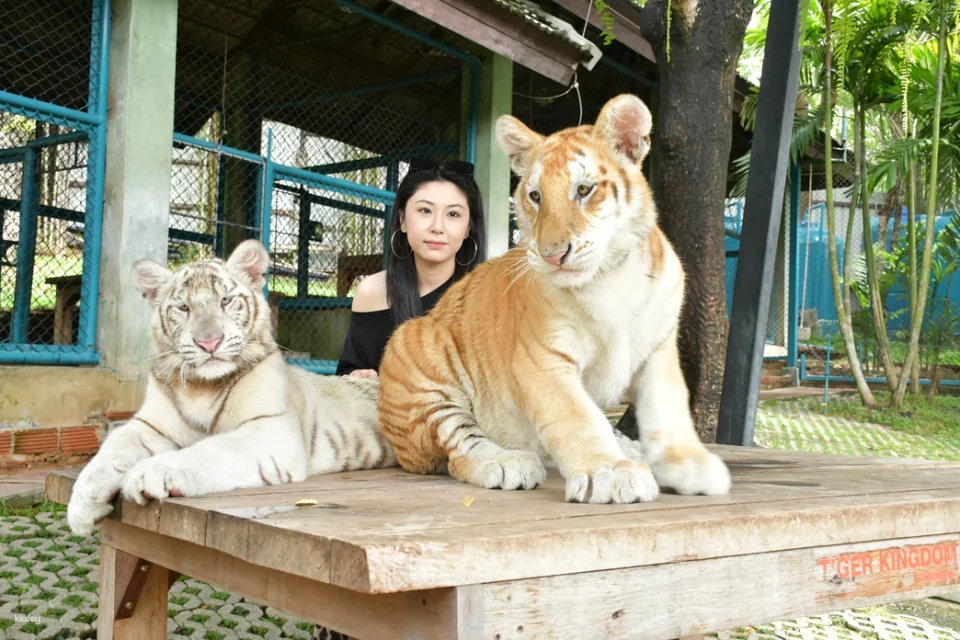 Tiger Kingdom in Chiang Mai | Thailand