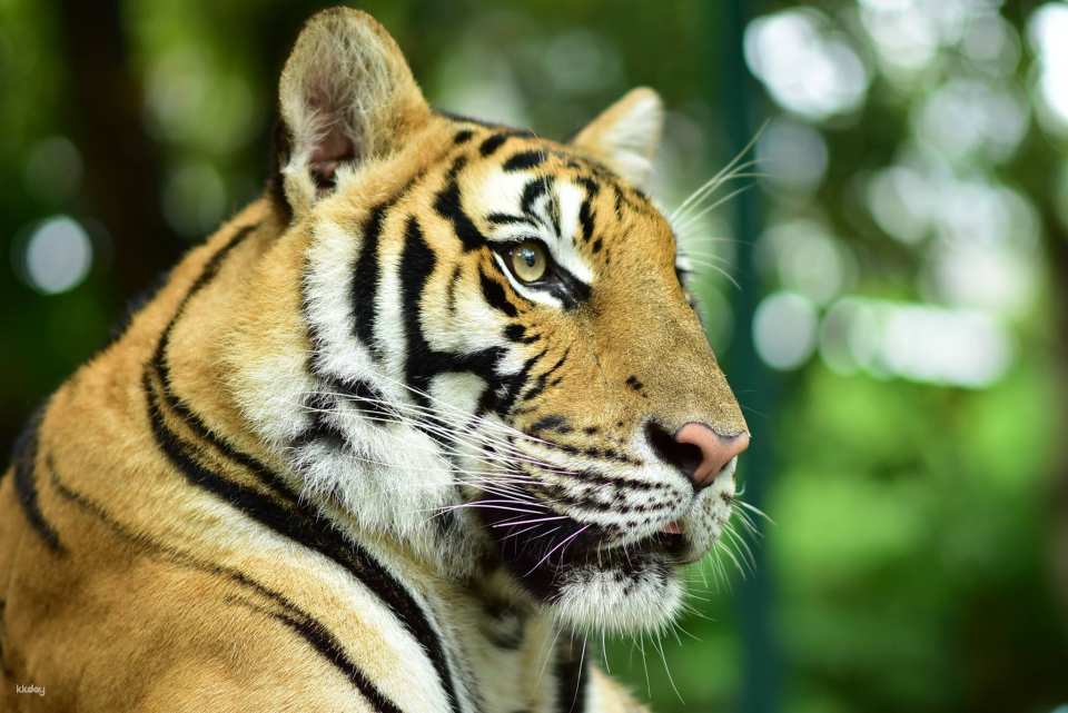 Tiger Kingdom Phuket Animal Encounter with Transfer Service | Thailand
